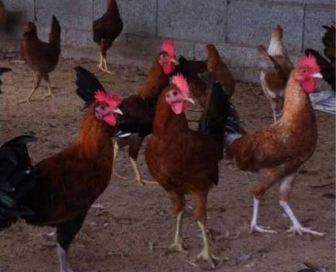 بلدي شمرت