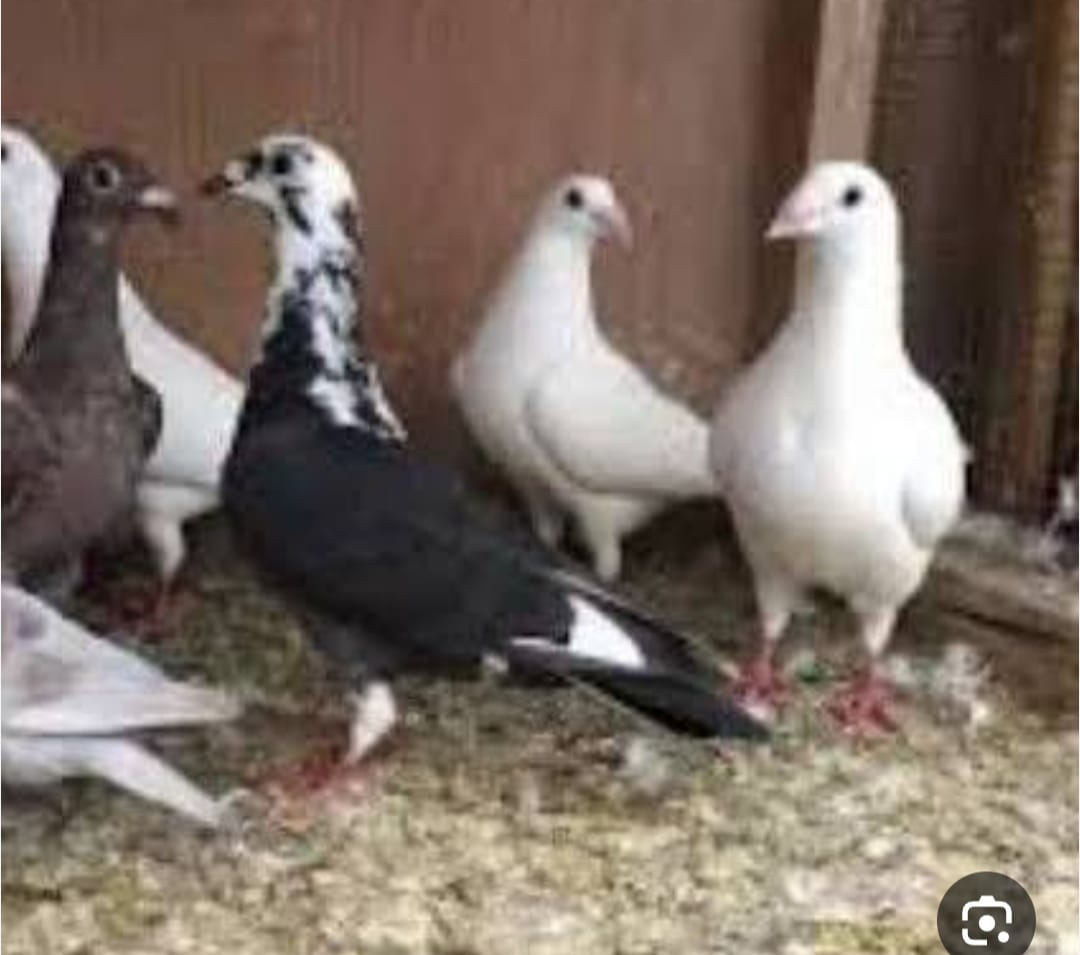 حمام جامبو